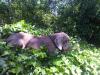 Isabella napping in the ivy